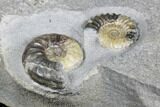 Ammonite (Asteroceras & Promicroceras) Fossils - England #176346-2